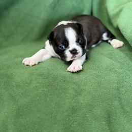 Reacher - Black brindle and white male Boston Terrier puppy in Lake City, Florida from RuckerRun Boston Terriers
