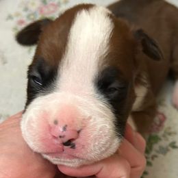 Light Brown Collar - Fawn male Boxer puppy in Flora, Mississippi from Moody's Boxers