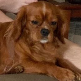 Cavalier King Charles Spaniels and Yorkshire Terriers from Bev’s Babies