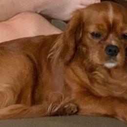 Cavalier King Charles Spaniels and Yorkshire Terriers from Bev’s Babies