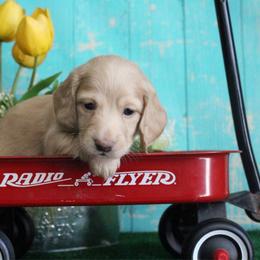 Natalie - Cream female Dachshund puppy in Pace, Florida from Shoebox Doxie’s