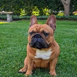 Camaro - French Bulldog