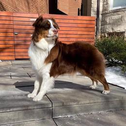 Australian Shepherd Puppies from Whiteley Way Australian Shepherds