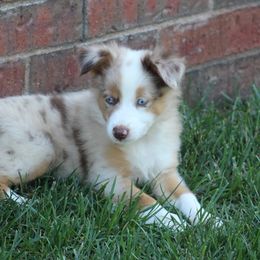 Miniature Australian Shepherds from Swidarski Mini Aussies