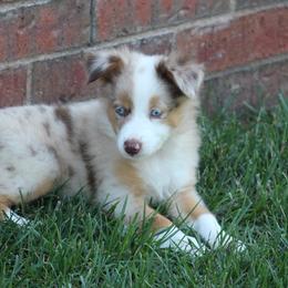Miniature Australian Shepherds from Swidarski Mini Aussies