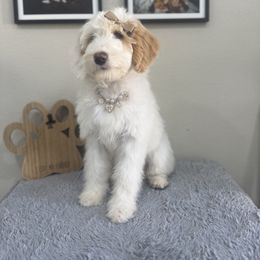 Driftwood (Gray) - Fawn and white female Sheepadoodle puppy in Oak Hills, California from High Desert Doodles