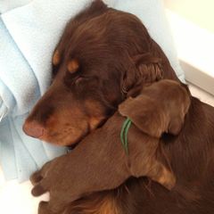 Field Spaniel Puppies from Blue Sky Field Spaniels