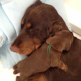 Field Spaniel Puppies from Blue Sky Field Spaniels