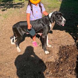 Lilith - Mantle female Great Dane puppy in Prairieville, Louisiana from Southern Barron Danes & Dachshunds