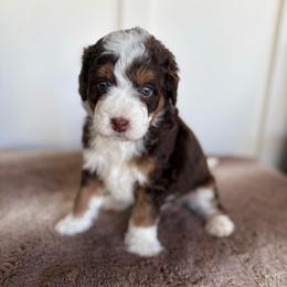 Purple Girl - Tri-color female Bernedoodle puppy in Lacey’s Spring, Alabama from Daisy's Doodles