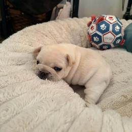 Simon - Cream male French Bulldog puppy in New Hampton, New Hampshire from Kismet French Bulldogs