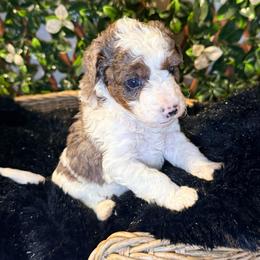 Boy 4 - Blue merle male Bernedoodle puppy in Cocoa, Florida from The Beach Doodles