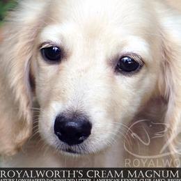 Magnum-7600 - Cream male Dachshund puppy in Inverness, Florida from Royalworth Kennel