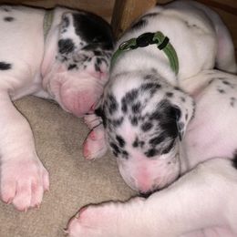 Great Dane Puppies from Cook’s Gentle Giants