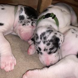 Great Dane Puppies from Cook’s Gentle Giants