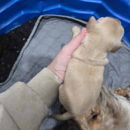 Girl 1 - Cream female Dachshund puppy in Fulton, Missouri from New Hope Dachshund Puppies