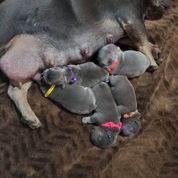 French Bulldog Puppies from Basket of love bulldogs