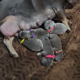 French Bulldog Puppies from Basket of love bulldogs