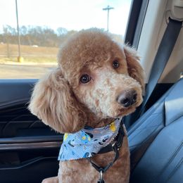 Buddy - Poodle