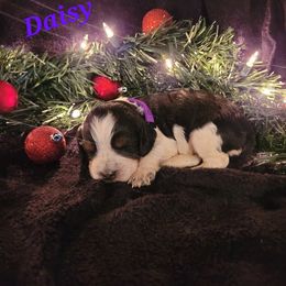 English Springer Spaniel Puppies from 31 Pines Springers & Retrievers