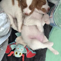 Brittany Puppies from Christmas Acres Brittanys