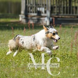 Whisper - American Corgi
