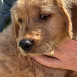 Golden Retriever Puppies from Gail’s Goldens