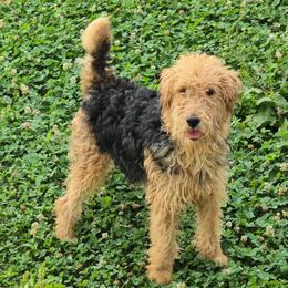 Black-red male - Black and tan male Lakeland Terrier puppy in Virginia from Goldmere Kennel