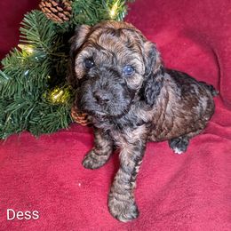 Dess - Black and tan female Cockapoo puppy in Sunset, Louisiana from Cano Cockapoos