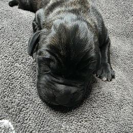 Mars - Brindle male Great Dane puppy in Albany, Oregon from Red Cloud Australian Shepherds and DeGray Great Danes & Bulldogs