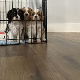 Cavalier King Charles Spaniel Puppies from Brookstone Farm