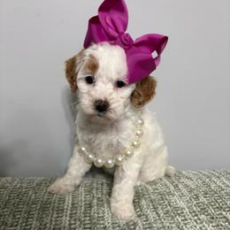 Pink collar - Parti female Goldendoodle puppy in Calico Rock, Arkansas from Cottrell’s Poodles & Doodles