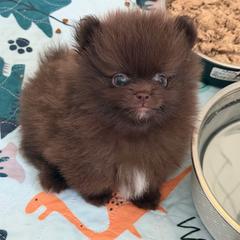 Benny - Chocolate male Pomeranian puppy in Newport Beach, California from Exotic City Pomeranians and chihuahuas