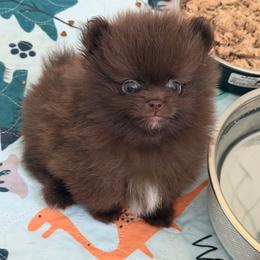Benny - Chocolate male Pomeranian puppy in Newport Beach, California from Exotic City Pomeranians and chihuahuas