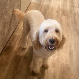 Nola - Goldendoodle