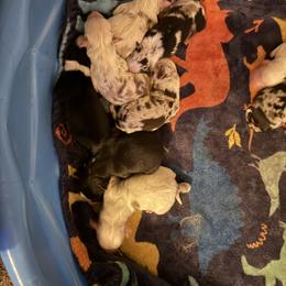 Jasper - Black tri-color male Australian Shepherd puppy in Four Oaks, North Carolina from RoseWest Farms