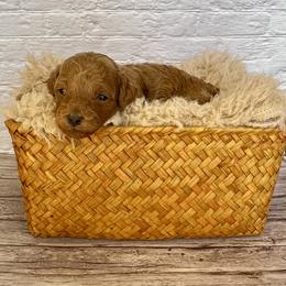 Prosper (AKC) - Red  male Poodle puppy in Riverside, California from Red Toy Poodle World