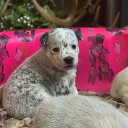 Australian Cattle Dog Puppies from Australian cattle dog company