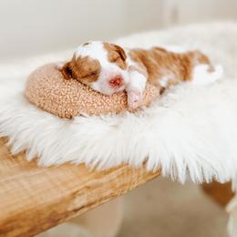 Aura - Parti female Poodle puppy in Queen Creek, Arizona from Reverie Poodles