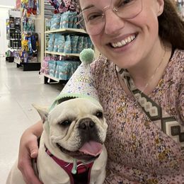 French Bulldog All Grown Up from Dama Hill Frenchies