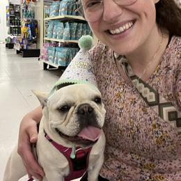 French Bulldog All Grown Up from Dama Hill Frenchies
