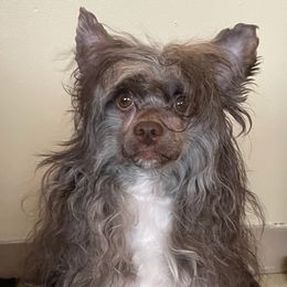 Musa - Chinese Crested