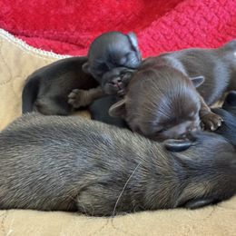 Girl 2 - Black Pekingese puppy in Mabank, Texas from Peke Lovers of Texas