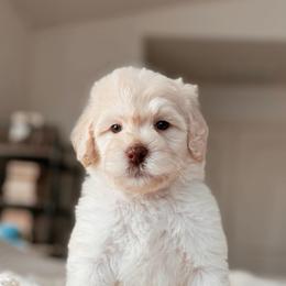 Coco - White female Bernedoodle puppy in Maricopa, Arizona from Desert Ridge Doodles