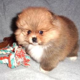 Precious - Orange sable female Pomeranian puppy in Jefferson City, Missouri from MJ’s Pomeranians