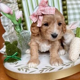 Lillian Grace - female Cavapoochon puppy in Lucas, Ohio from Apricot Lane Puppy
