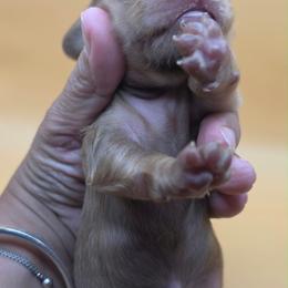Vanilla Bean - Chocolate Based Red - Chocolate male Dachshund puppy in Pueblo, Colorado from HotDachs