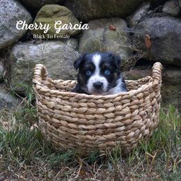 Cherry Garcia - Black tri-color female Australian Shepherd puppy in Bristol, New Hampshire from NewFound Lake Aussies