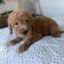 Florian - Apricot male Goldendoodle puppy in Fayetteville, Arkansas from Silver Hill Farm