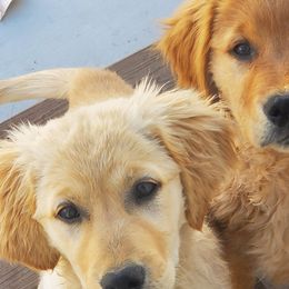 Golden Retrievers from PC Goldens